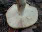 Büdös galambgomba (Russula foetens), Mátra